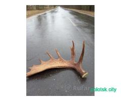 Рог лося