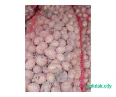 Картофель семенной