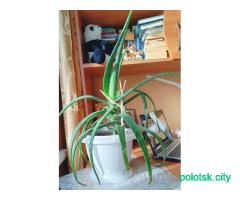 Алоэ 5-ти лет