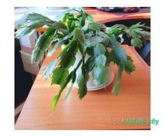 Декабрист розовый