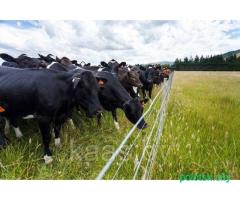 Животновод пастух