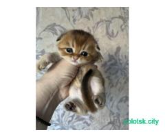 Шотландские котята ПИТОМНИК