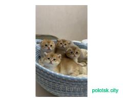 Шотландские котята ПИТОМНИК