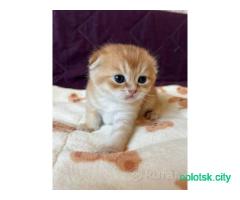 Шотландские котята ПИТОМНИК