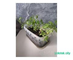 Рассада томата