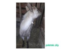 Козлик