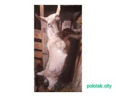 Козлик