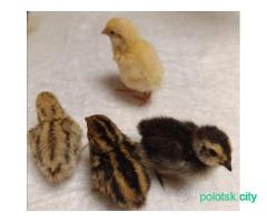 Перепелята