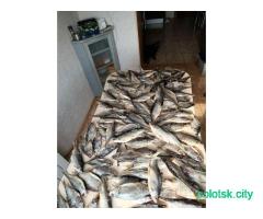 Плотва соленая сушеная/вяленая, свежий улов