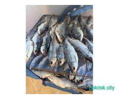Плотва соленая сушеная/вяленая, свежий улов