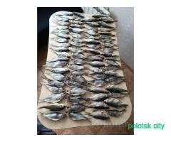 Плотва соленая сушеная/вяленая, свежий улов