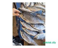 Плотва соленая сушеная/вяленая, свежий улов