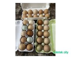 Домашнее яйцо