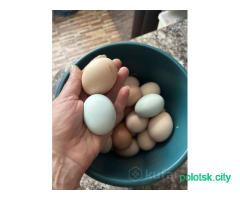 Домашнее яйцо