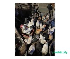 Домашнее яйцо