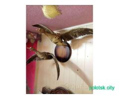 Охота и рыбалка