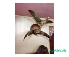 Охота и рыбалка