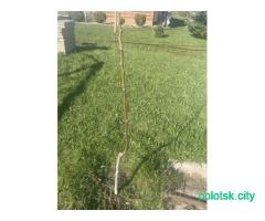 Грецкий орех