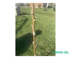 Грецкий орех