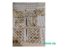 Инкубационное яйцо, перепела