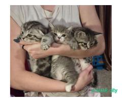 Котята Шотландцы