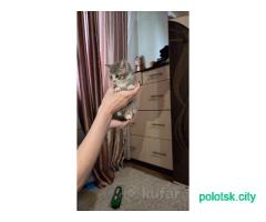 Котята Шотландцы