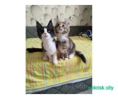 Котята Мейн-кун