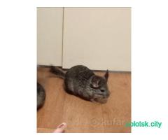 Продам шиншилл с клеткой. Девочки