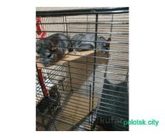Продам шиншилл с клеткой. Девочки