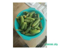 продам огурцы свежие