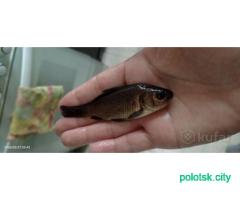 Живец карась