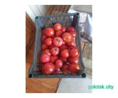 Томаты, помидоры домашние 1кг -4.50 р