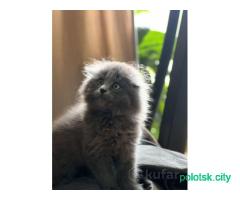 Шотландский котенок мальчик