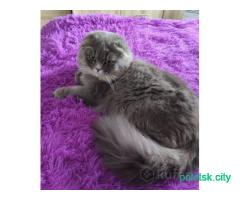 Шотландский котенок мальчик