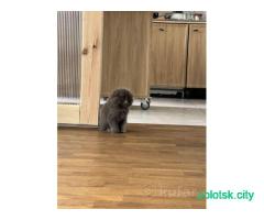 Шотландский котенок мальчик