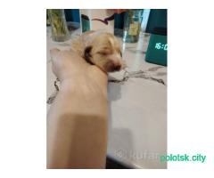 Щенки английского кокер спаниеля