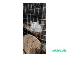 Шиншиллы с клеткой