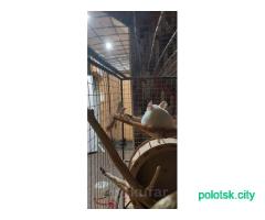 Шиншиллы с клеткой