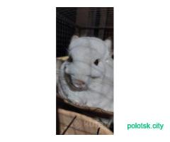 Шиншиллы с клеткой