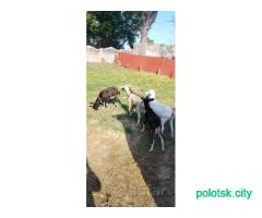 Козы
