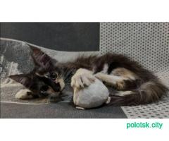 Котята мейн-кун