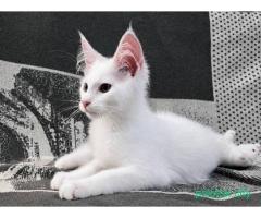 Котята мейн-кун