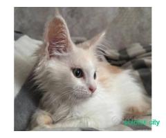 Котята мейн-кун