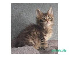 Котята мейн-кун
