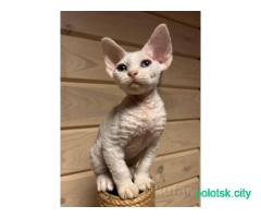 Котенок девон-рекс