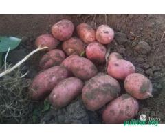 Картофель