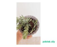 Очиток Суккулент